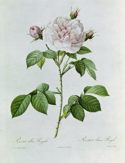 Claude-Antoine Thory Les Roses. Illustration: Rosa Alba Regalis by Pierre Joseph Redouté